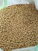 팜모닝 콩·자유게시판 게시글 이미지