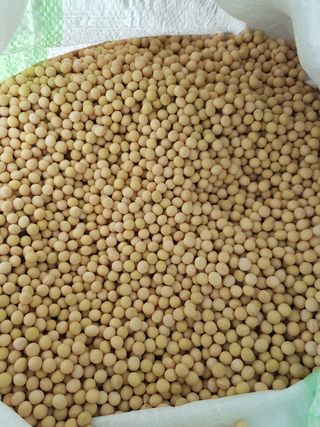 전병일님의 콩 · 자유게시판 작성글 사진