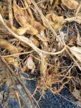 팜모닝 콩·병해충상담 게시글 이미지