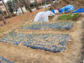 신승재님의 상추 · 자유게시판 작성글 사진