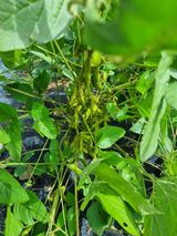 팜모닝 콩·병해충상담 게시글 이미지