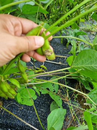 들이님의 콩 · 병해충상담 작성글 사진