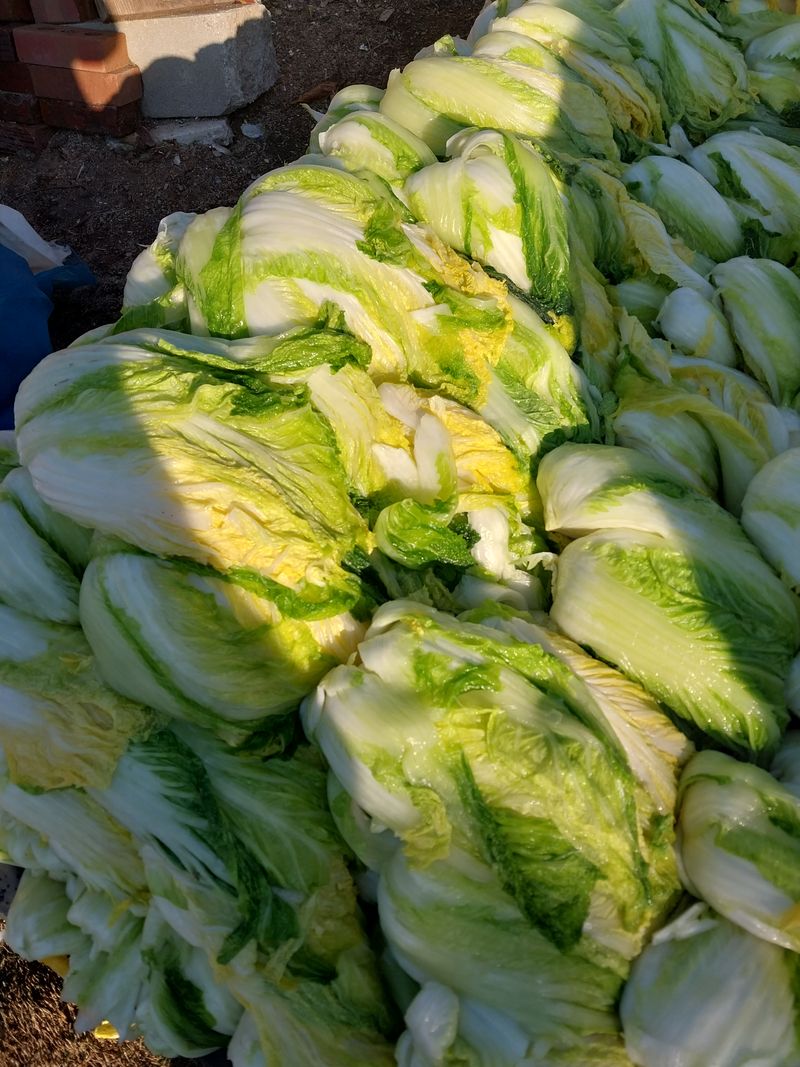 장터 상품 [절임배추 20kg] 썸네일