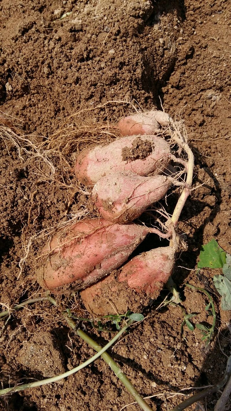 장터 상품 [5kg] 썸네일