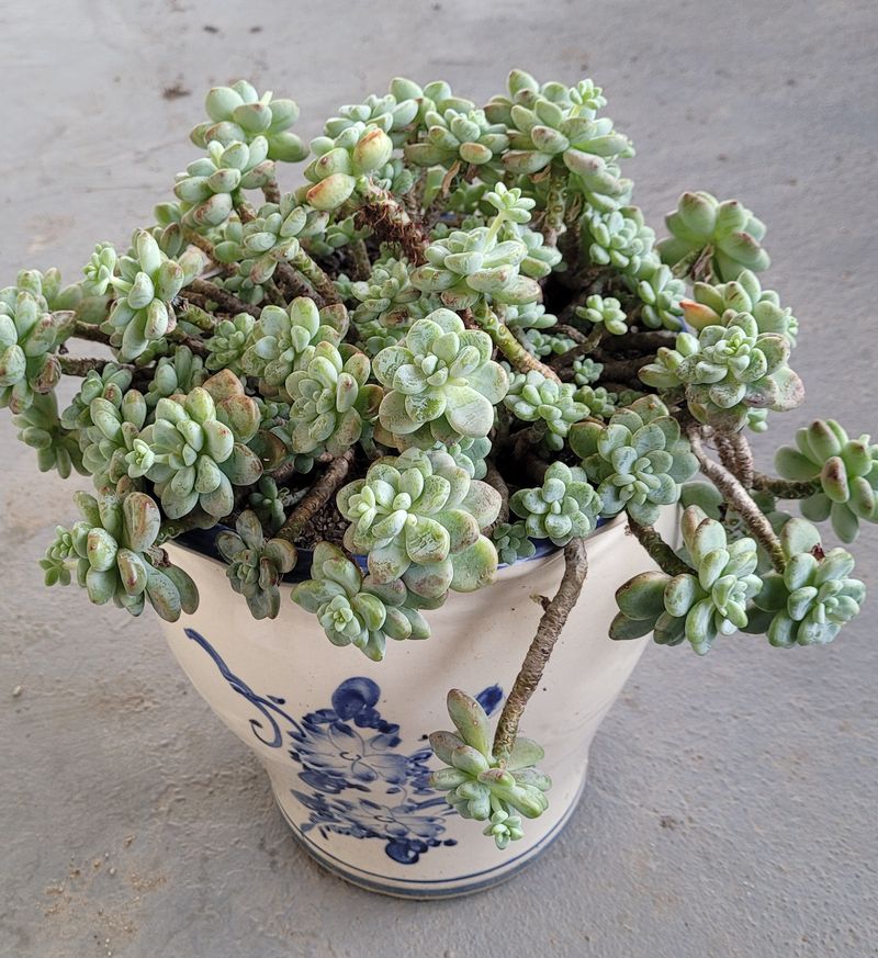 장터 상품 [다육이] 썸네일