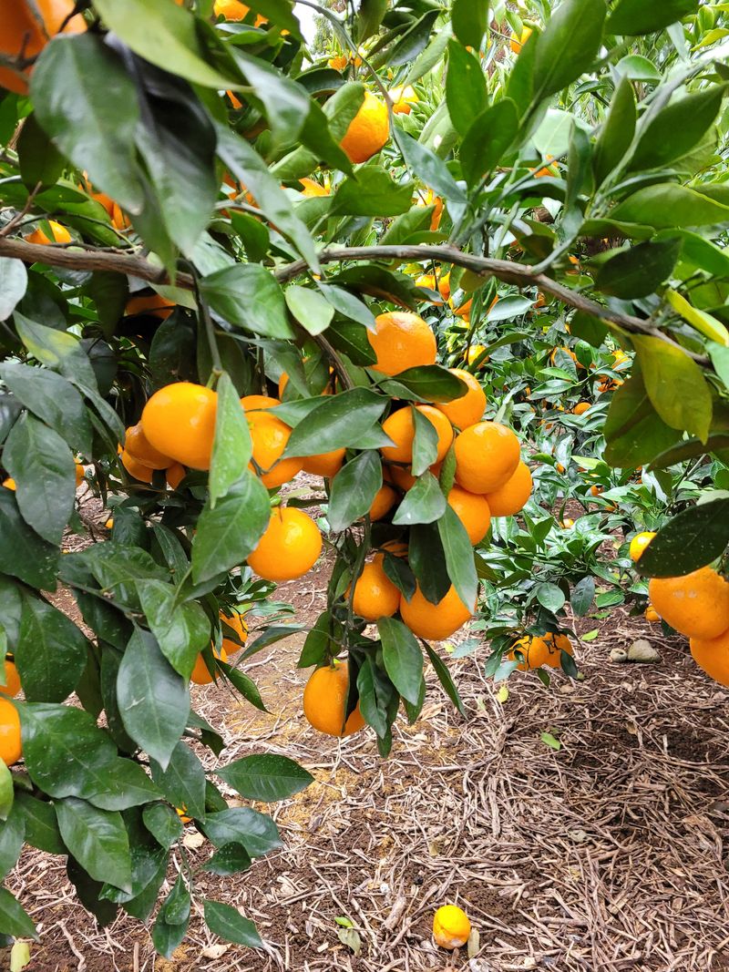 장터 상품 [밀감 10Kg  ] 썸네일