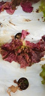 팜모닝 상추·병해충상담 게시글 이미지