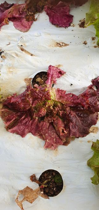 성윤영님의 상추 · 병해충상담 작성글 사진