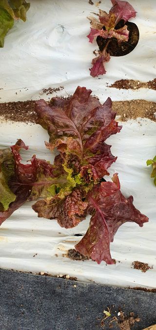 성윤영님의 상추 · 병해충상담 작성글 사진