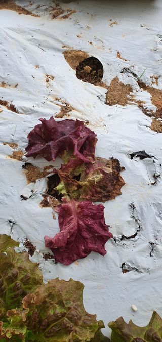 성윤영님의 상추 · 병해충상담 작성글 사진