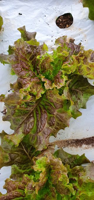 성윤영님의 상추 · 병해충상담 작성글 사진