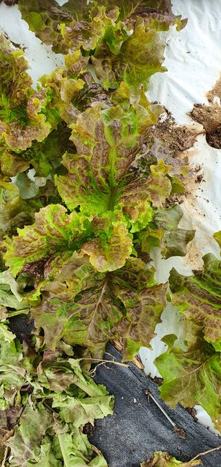 성윤영님의 상추 · 병해충상담 작성글 사진