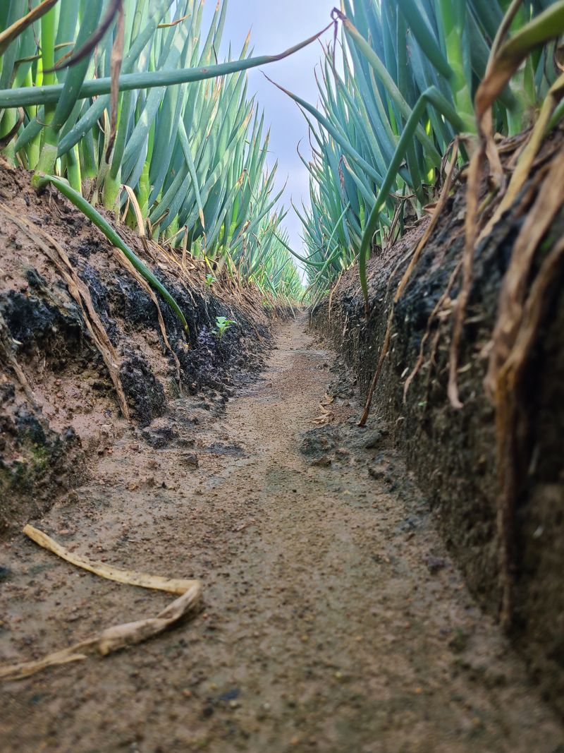 장터 상품 [신안 임자도 대파(10kg)] 썸네일