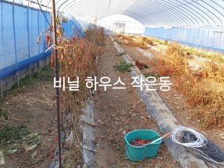 허굴산농장님의 고추 · 일상 작성글 사진