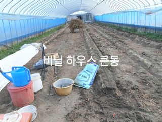 허굴산농장님의 고추 · 일상 작성글 사진