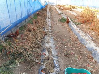 허굴산농장님의 고추 · 일상 작성글 사진