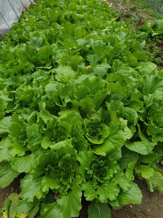 김화연님의 배추 · 수확 작성글 사진