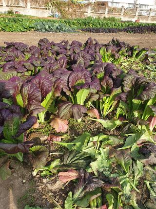 김화연님의 배추 · 수확 작성글 사진