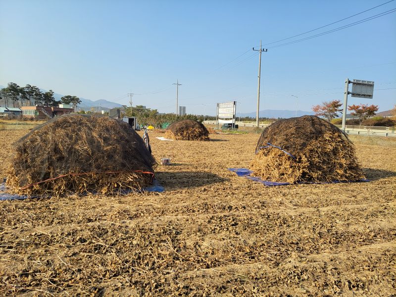 Nice1025님의 장터 판매 상품 [서리태(청자5호) 1kg당] 첨부 사진