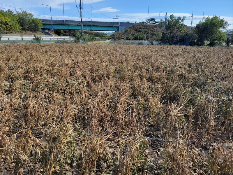 장터 상품 [서리태(청자5호) 1kg당] 썸네일