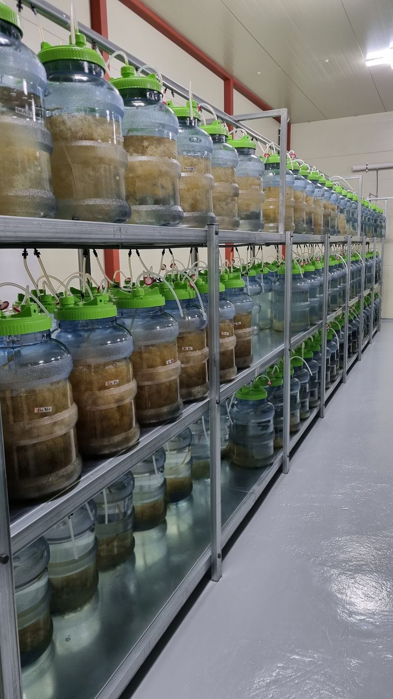 오상일님의 장터 판매 상품 [산삼 배양근 (금산군) 500g] 첨부 사진