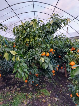 성민감귤농원님의 귤 · 수확 작성글 사진