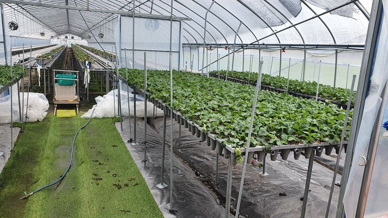 장터 상품 [설향딸기산지직송1키로500g2팩] 썸네일