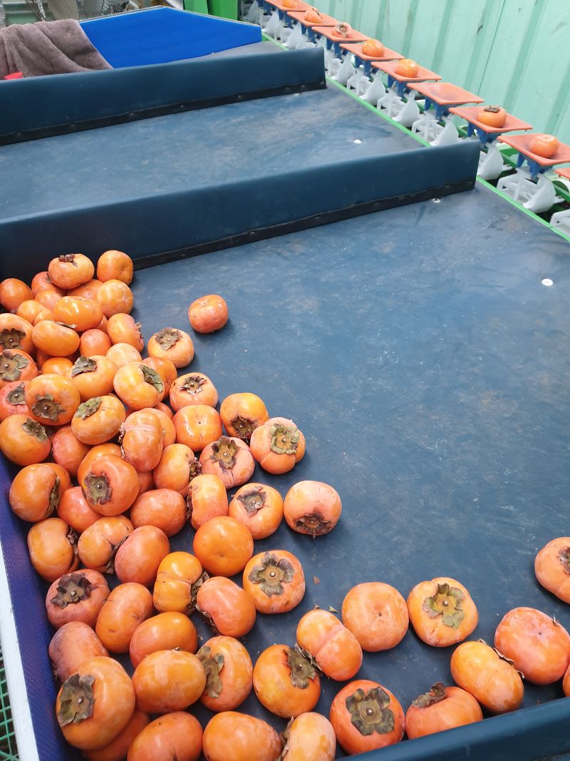 장터 상품 [단감 (차랑, 부유)혼합및 단감즙  판매합니다 ~ ] 썸네일