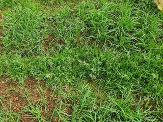 밝은숲님의 들깨 · 자유게시판 작성글 사진