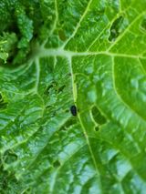 팜모닝 배추·병해충상담 게시글 이미지