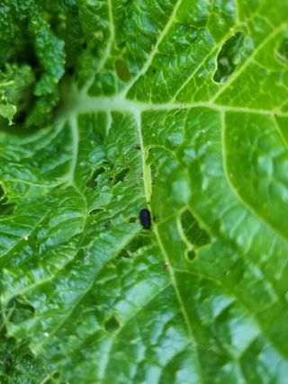 소오리님의 배추 · 병해충상담 작성글 사진