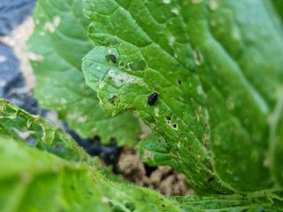 소오리님의 배추 · 병해충상담 작성글 사진