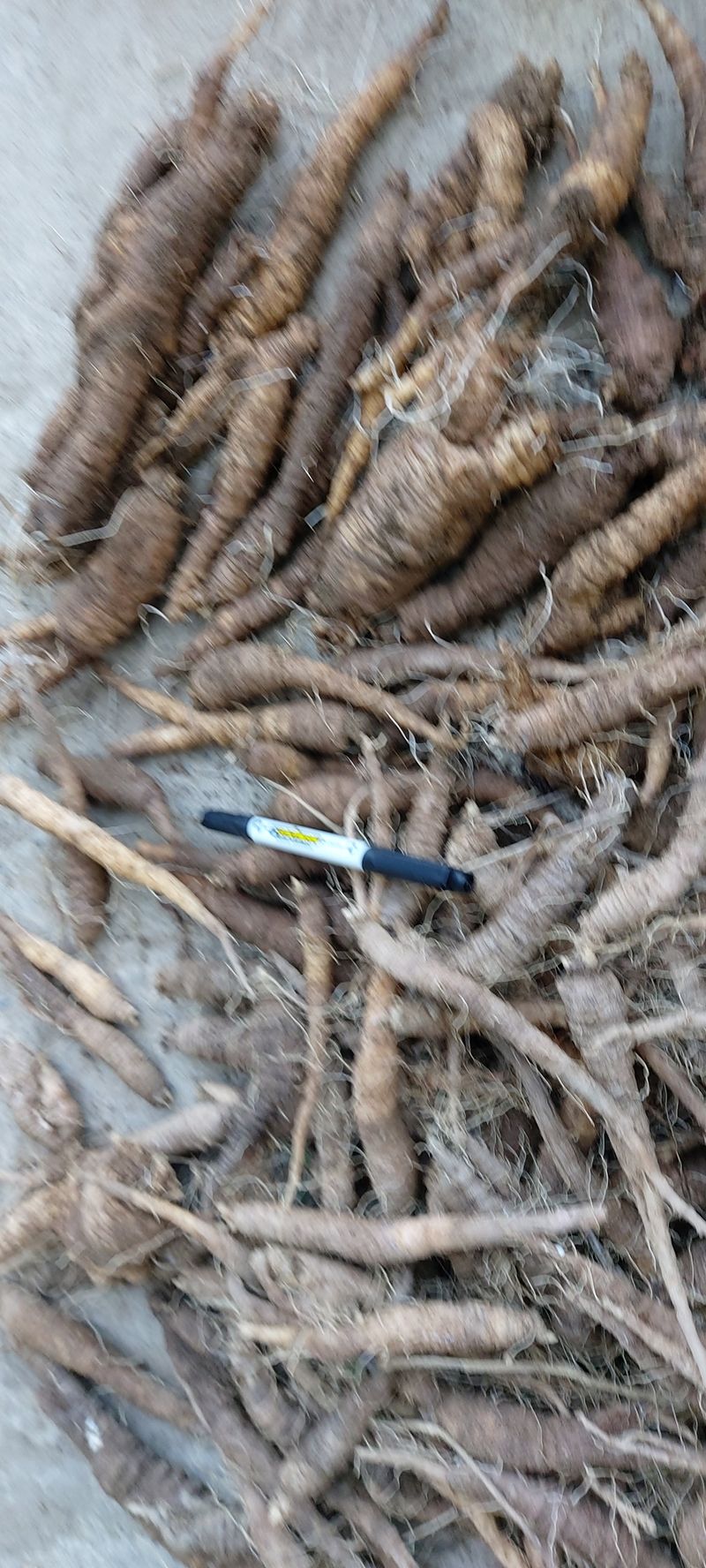 장터 상품 [더덕2키로  4키로] 썸네일