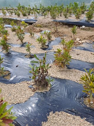 최종림님의 기타작물 · 병해충상담 작성글 사진