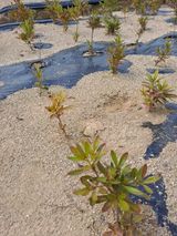 팜모닝 기타작물·병해충상담 게시글 이미지