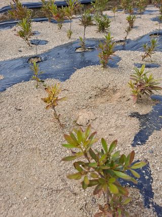 최종림님의 기타작물 · 병해충상담 작성글 사진