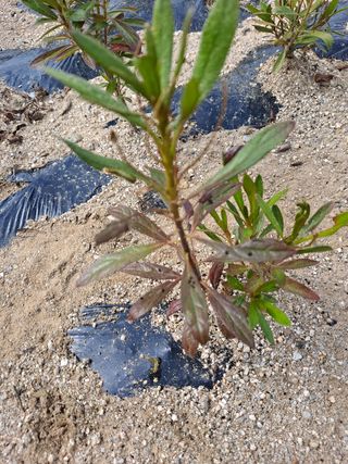 최종림님의 기타작물 · 병해충상담 작성글 사진