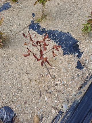 최종림님의 기타작물 · 병해충상담 작성글 사진