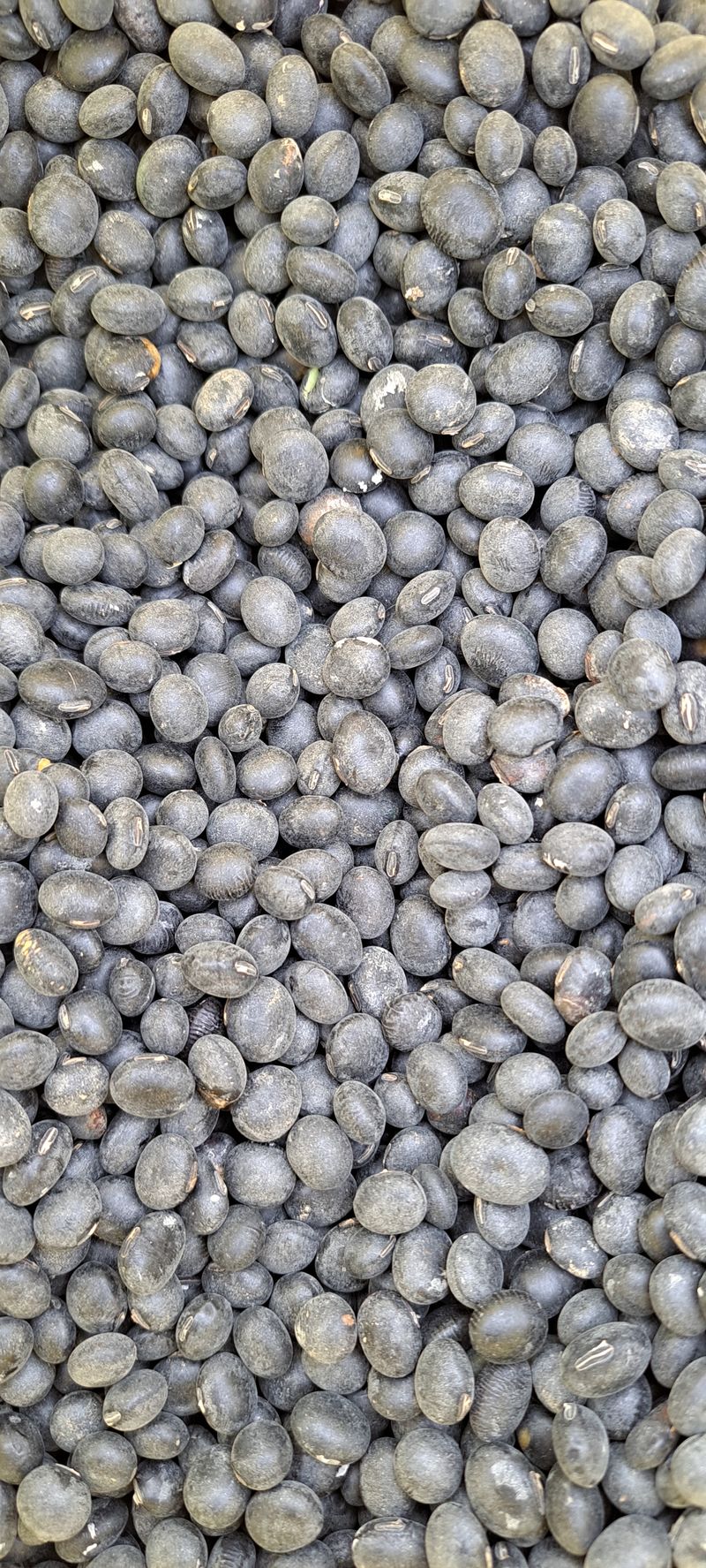 장터 상품 [서리태1kg당 8000원] 썸네일