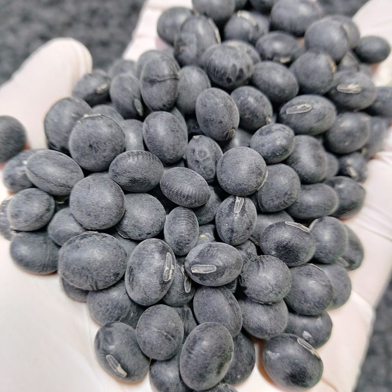 장터 상품 [햇 서리태 태청 10kg] 썸네일