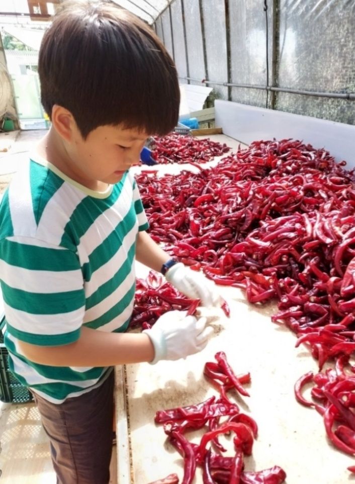 장터 상품 [반태양초고춧가루 600g 1근] 썸네일