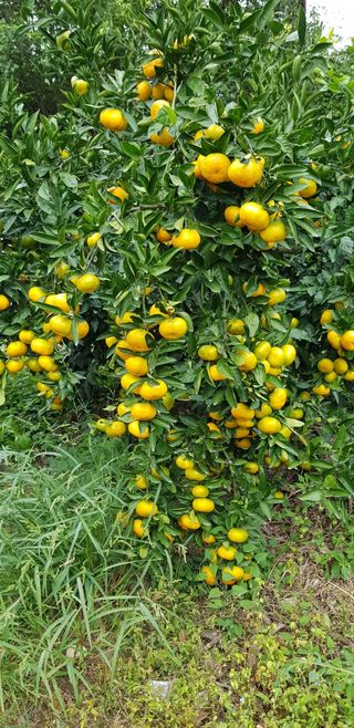 강원철 님의 귤 · 시세•판로 작성글 사진