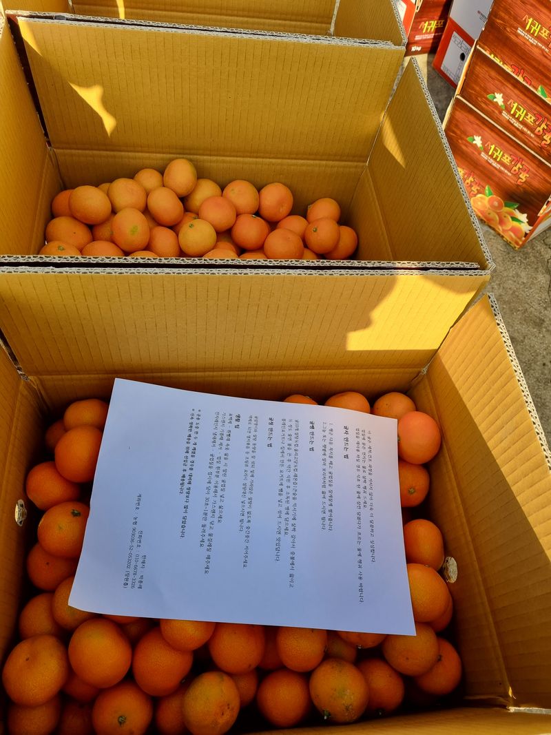 장터 상품 [조생귤 10kg,5kg(꼬마귤,,10키로 2만원/5키로1만3천원),,,왕다마 1만5천원] 썸네일
