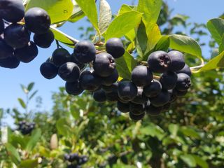 신선고을농원님의 작성글 사진