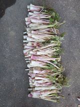 팜모닝 두릅·병해충상담 게시글 이미지