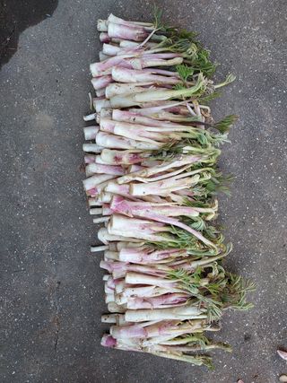 찬수님의 두릅 · 병해충상담 작성글 사진