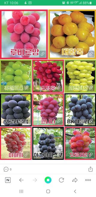 청은농장님의 포도 · 자유게시판 작성글 사진