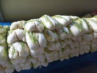 신현주님의 배추 · 수확 작성글 사진