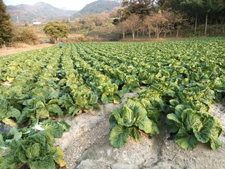 신현주님의 배추 · 수확 작성글 사진