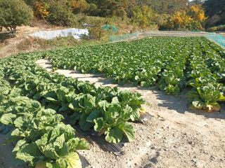 신현주님의 배추 · 수확 작성글 사진